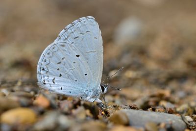 細邊琉灰蝶 Celastrina lavendularis himilcon 雄蟲
