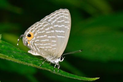 淡青雅波灰蝶 Jamides alecto dromicus 雌蟲