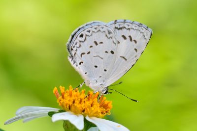 靛色琉灰蝶 Acytolepis puspa myla 雄蟲