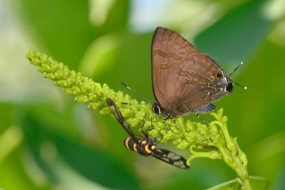 燕灰蝶 Rapala varuna formosana 雌蟲