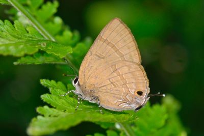 燕灰蝶 Rapala varuna formosana 雄蟲