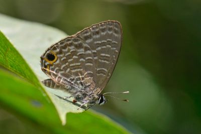 大娜波灰蝶 Nacaduba kurava therasia 雄蟲