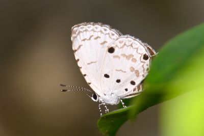 黑星灰蝶 Megisba malaya sikkima 雄蟲