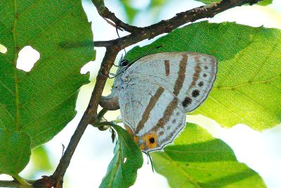 夸父璀灰蝶 Sibataniozephyrus kuafui 雌蟲
