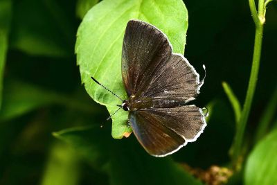 閃灰蝶 Sinthusa chandrana kuyaniana 雌蟲