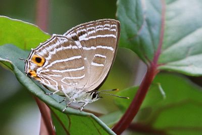 臺灣線灰蝶 Wagimo insularis 雌蟲