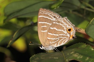 臺灣線灰蝶 Wagimo insularis 雌蟲