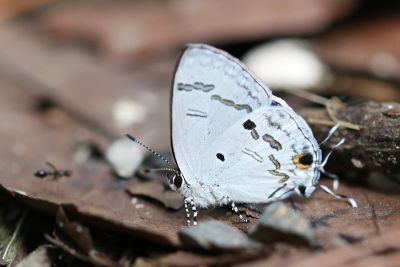 蘭灰蝶 Hypolycaena kina inari 性別不明