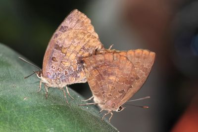 燕尾紫灰蝶 Arhopala bazalus turbata 交尾中個體