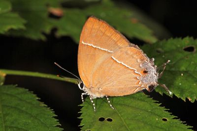 褐翅青灰蝶 Tajuria caerulea 性別不明