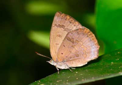 日本紫灰蝶 Arhopala japonica 性別不明