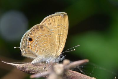 波灰蝶 Prosotas nora formosana 雄蟲