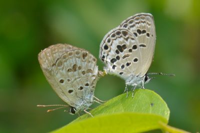 綺灰蝶 Chilades lajus koshunensis 交尾中個體