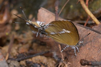 小鑽灰蝶 Horaga albimacula triumphalis 交尾中個體