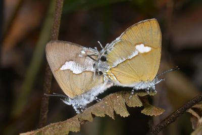 小鑽灰蝶 Horaga albimacula triumphalis 交尾中個體