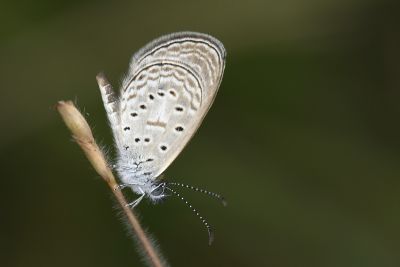 迷你藍灰蝶 Zizula hylax 雄蟲