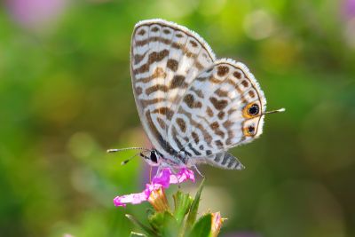 細灰蝶 Leptotes plinius 雌蟲