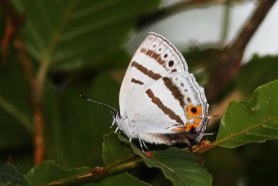 夸父璀灰蝶 Sibataniozephyrus kuafui 雌蟲