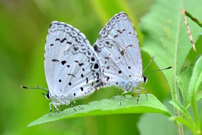 靛色琉灰蝶 Acytolepis puspa myla 交尾中個體