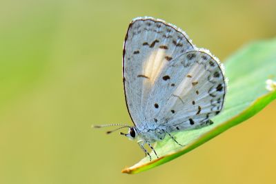 靛色琉灰蝶 Acytolepis puspa myla 性別不明