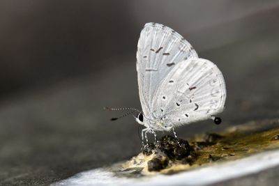 靛色琉灰蝶 Acytolepis puspa myla 雄蟲