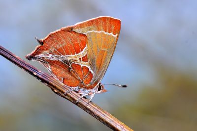尖灰蝶 Amblopala avidiena y-fasciatus