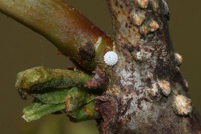 尖灰蝶 Amblopala avidiena y-fasciatus