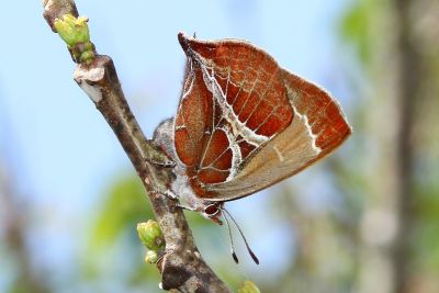 尖灰蝶 Amblopala avidiena y-fasciatus 雌蟲