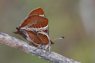 尖灰蝶 Amblopala avidiena y-fasciatus 雌蟲