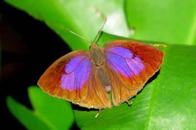 燕尾紫灰蝶 Arhopala bazalus turbata 性別不明
