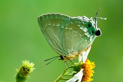 綠灰蝶 Artipe eryx horiella 性別不明