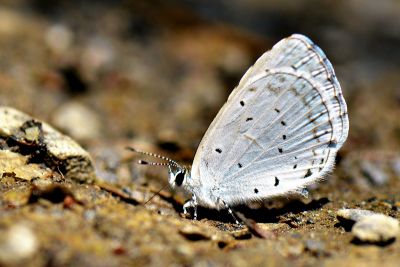 琉灰蝶 Celastrina argiolus caphis 性別不明