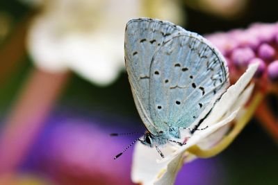 大紫琉灰蝶 Celastrina oreas arisana 性別不明