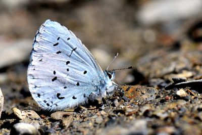 杉谷琉灰蝶 Celastrina sugitanii shirozui 雄蟲
