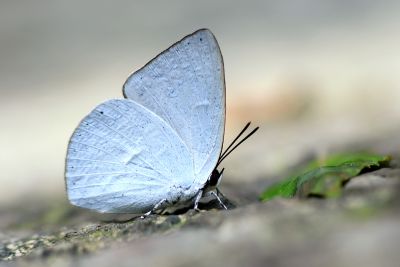 臺灣銀灰蝶 Curetis brunnea 雄蟲