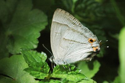 黃閃翠灰蝶 Chrysozephyrus kabrua niitakanus 性別不明