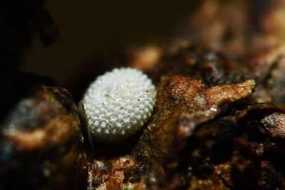小翠灰蝶 Chrysozephyrus disparatus pseudotaiwanus