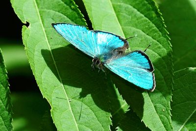 碧翠灰蝶 Chrysozephyrus teisoi 性別不明