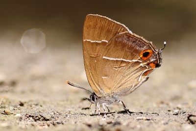 碧翠灰蝶 Chrysozephyrus teisoi 雌蟲