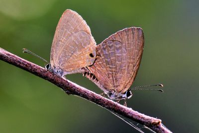 雅波灰蝶 Jamides bochus formosanus