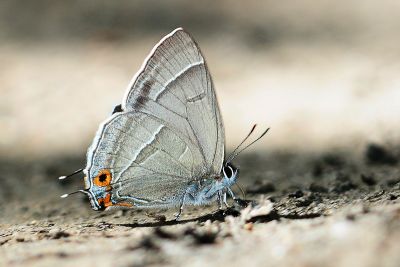 碧翠灰蝶 Chrysozephyrus teisoi 雄蟲