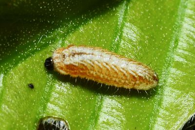 小翠灰蝶 Chrysozephyrus disparatus pseudotaiwanus
