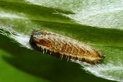 小翠灰蝶 Chrysozephyrus disparatus pseudotaiwanus