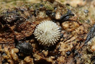 黃閃翠灰蝶 Chrysozephyrus kabrua niitakanus