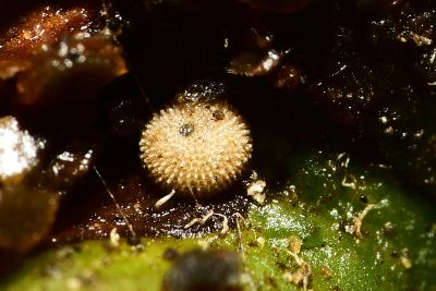 霧社翠灰蝶 Chrysozephyrus mushaellus mushaellus