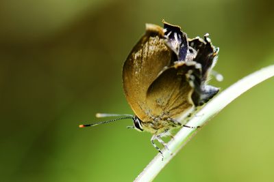 三角峰玳灰蝶 Deudorix sankakuhonis 性別不明