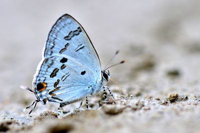 蘭灰蝶 Hypolycaena kina inari 性別不明