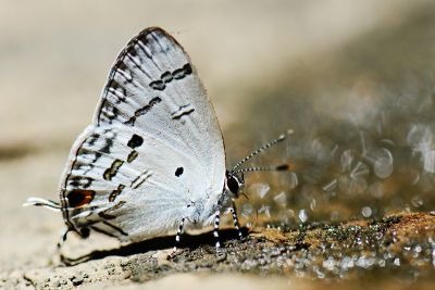 蘭灰蝶 Hypolycaena kina inari 性別不明