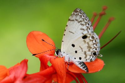 黑星灰蝶 Megisba malaya sikkima 雌蟲