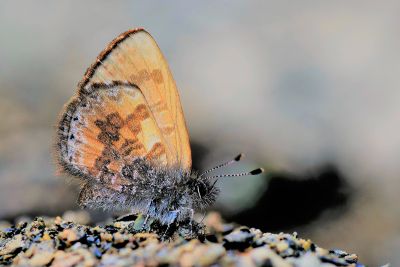 巒大鋸灰蝶 Orthomiella rantaizana 雌蟲